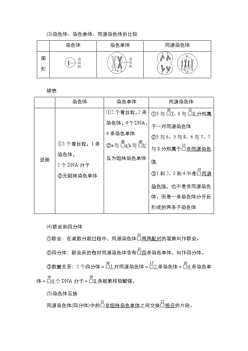 人教版高中生物必修二精子的形成过程学案第2页