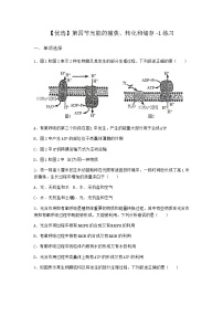 生物必修1《分子与细胞》第四章 细胞的生存需要营养物质和能量第四节 光能的捕获、转换和储存综合训练题