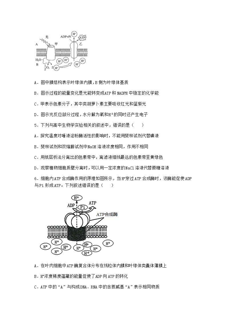 沪教版高中生物必修1第四节光能的捕获、转化和储存作业含答案202