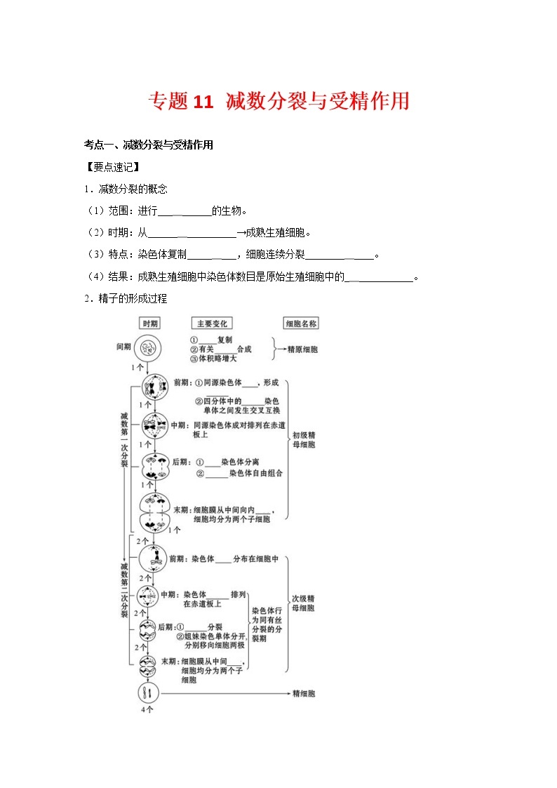 【备考2023】生物高考二轮复习专题精讲和分层训练——专题11 减数分裂与受精作用01