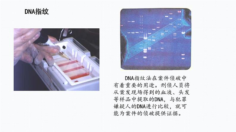 核酸是遗传信息的携带者+课件第3页