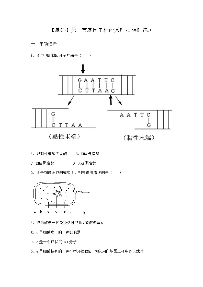 北师大版高中生物选择性必修3第一节基因工程的原理课时作业含答案101