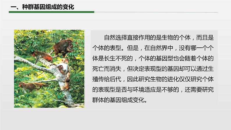 6.3.1 种群基因组成的变化课件PPT第5页
