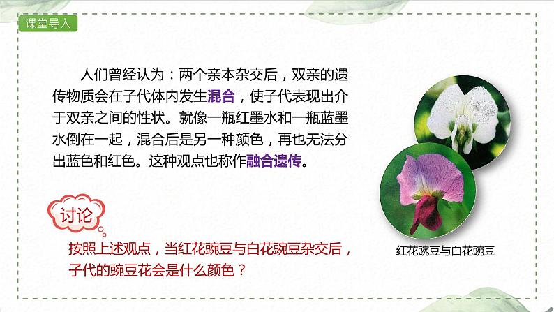 1.1.1 一对相对性状的杂交实验过程和解释课件PPT第2页