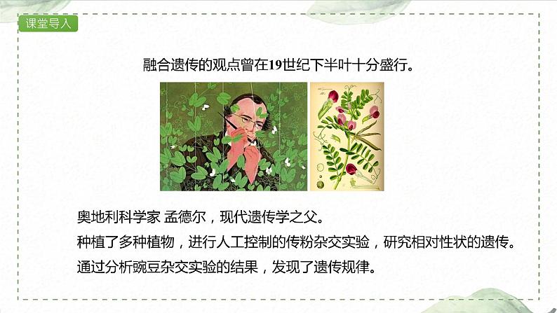 1.1.1 一对相对性状的杂交实验过程和解释课件PPT第3页