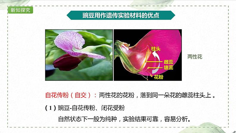 1.1.1 一对相对性状的杂交实验过程和解释课件PPT第4页