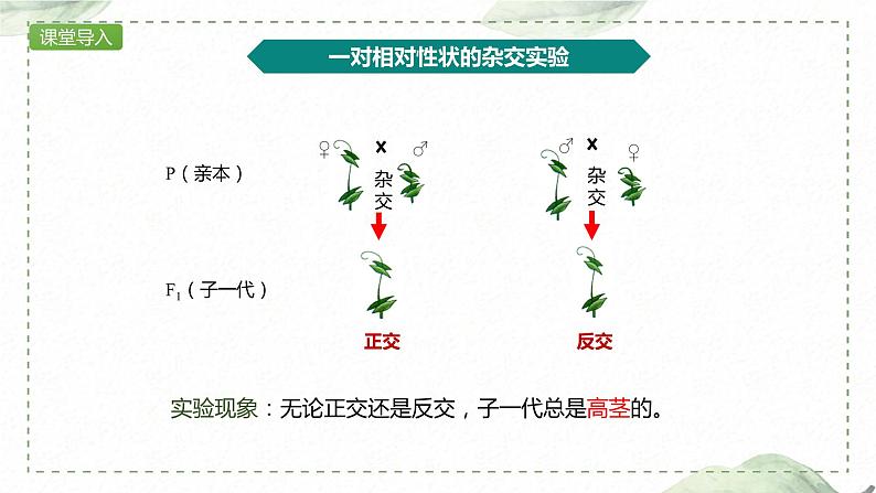 1.1.2 对分离现象解释的验证和分离定律课件PPT第2页