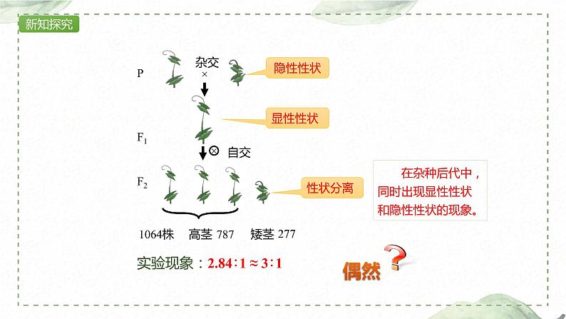1.1.2 对分离现象解释的验证和分离定律课件PPT第3页