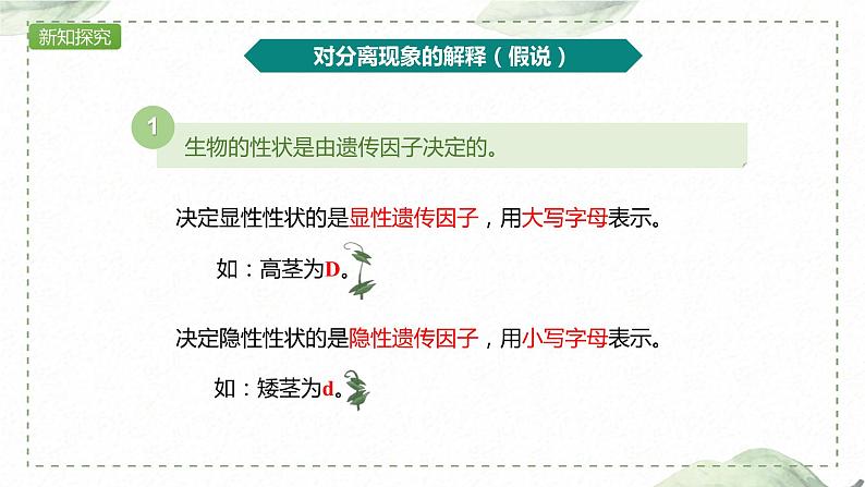 1.1.2 对分离现象解释的验证和分离定律课件PPT第6页