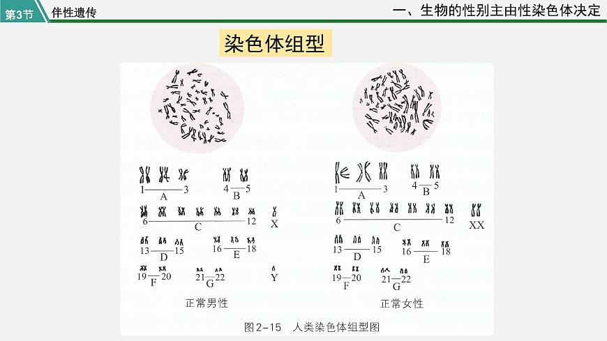 第三節(jié) 伴性遺傳課件PPT第4頁
