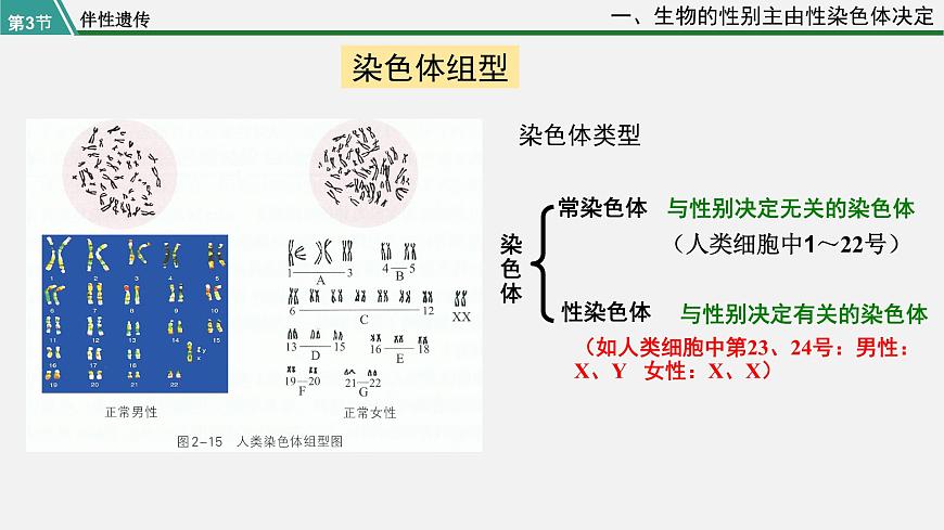 第三節(jié) 伴性遺傳課件PPT第5頁