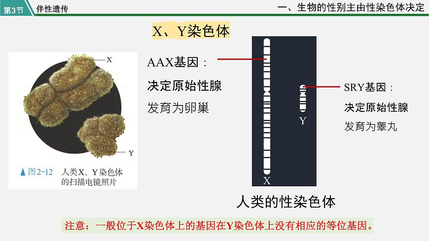 第三節(jié) 伴性遺傳課件PPT第8頁