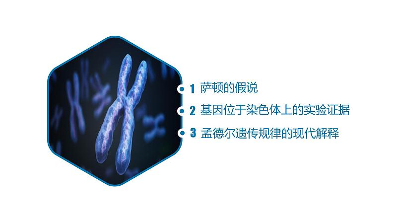 2.2 基因在染色体上-【名校同步】2022-2023学年高一生物教学同步课件(人教版2019必修2)第3页