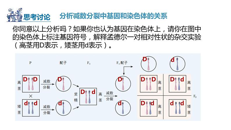 2.2 基因在染色体上-【名校同步】2022-2023学年高一生物教学同步课件(人教版2019必修2)第6页
