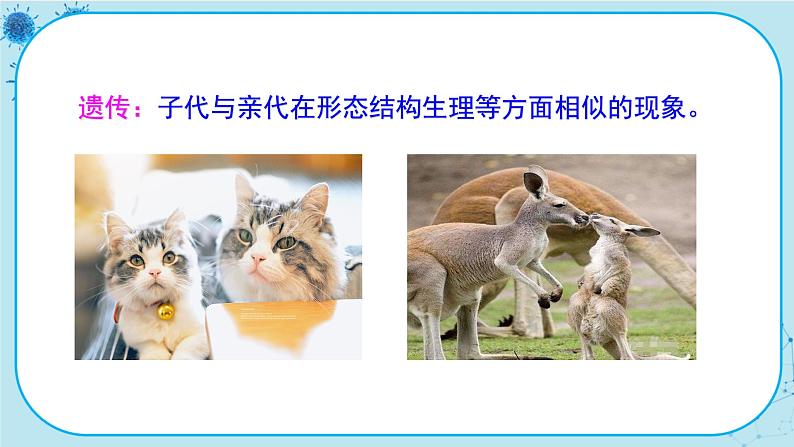 1.1《孟德尔的豌豆杂交实验(一)》课件PPT+同步练习(含答案)02