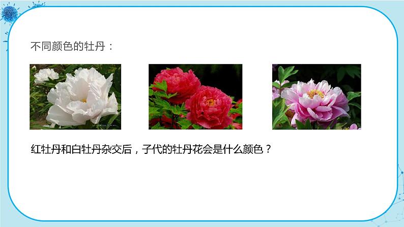 1.1《孟德尔的豌豆杂交实验(一)》课件PPT+同步练习(含答案)04
