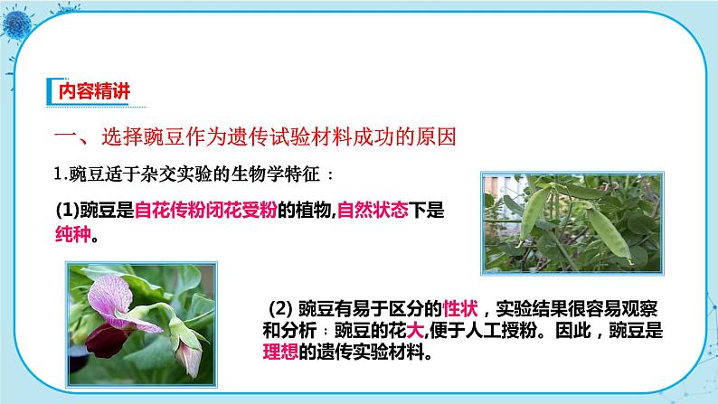 1.1《孟德尔的豌豆杂交实验(一)》课件PPT+同步练习(含答案)08