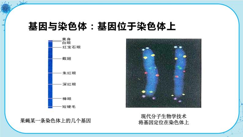 3.4《基因通常是有遗传效应的DNA片段》课件PPT+同步练习（含答案）03