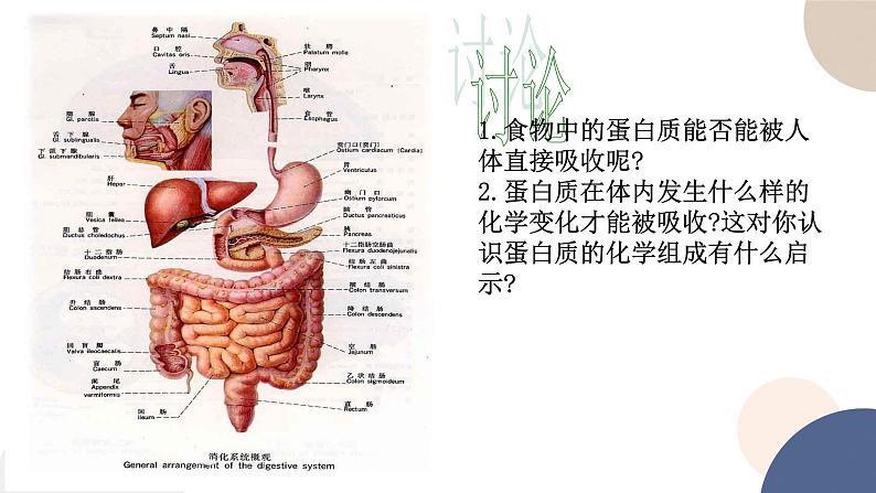 第一章- 第三节 细胞中的蛋白质和核酸 课时1(课件PPT)第4页