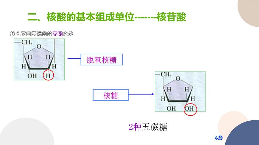 第一章- 第三節(jié) 細(xì)胞中的蛋白質(zhì)和核酸 課時(shí)2（課件PPT）第8頁(yè)