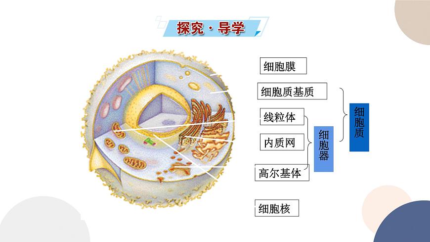 第二章- 第二節(jié)  細(xì)胞——生命活動的基本單位 課時2（課件PPT）第2頁