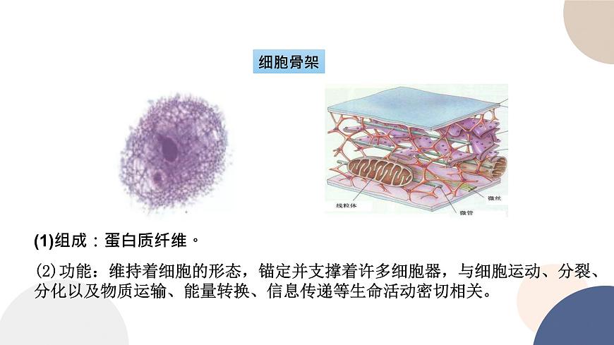 第二章- 第二節(jié)  細(xì)胞——生命活動的基本單位 課時2（課件PPT）第4頁