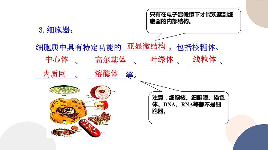 第二章- 第二節(jié)  細(xì)胞——生命活動的基本單位 課時2（課件PPT）第5頁