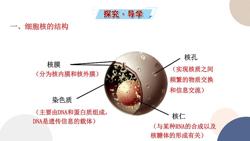第二章- 第二節(jié)  細胞——生命活動的基本單位 課時3（課件PPT）第3頁