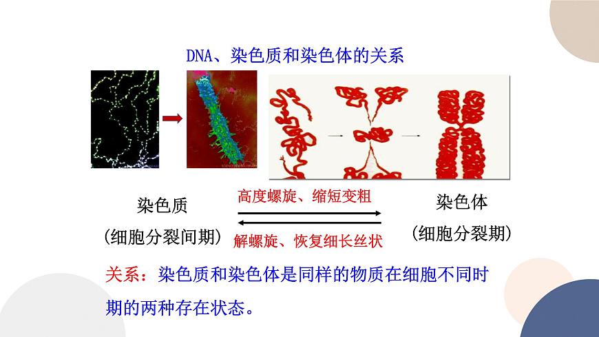 第二章- 第二節(jié)  細胞——生命活動的基本單位 課時3（課件PPT）第7頁