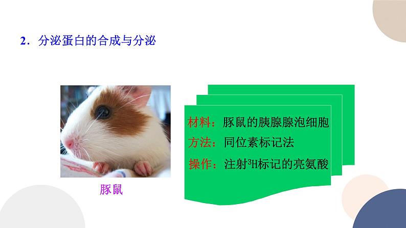 第二章- 第二节 细胞——生命活动的基本单位 课时4(课件PPT)03