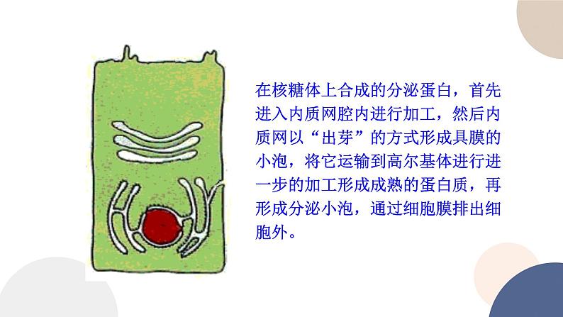 第二章- 第二节 细胞——生命活动的基本单位 课时4(课件PPT)04