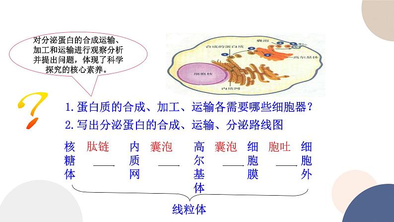 第二章- 第二节 细胞——生命活动的基本单位 课时4(课件PPT)05