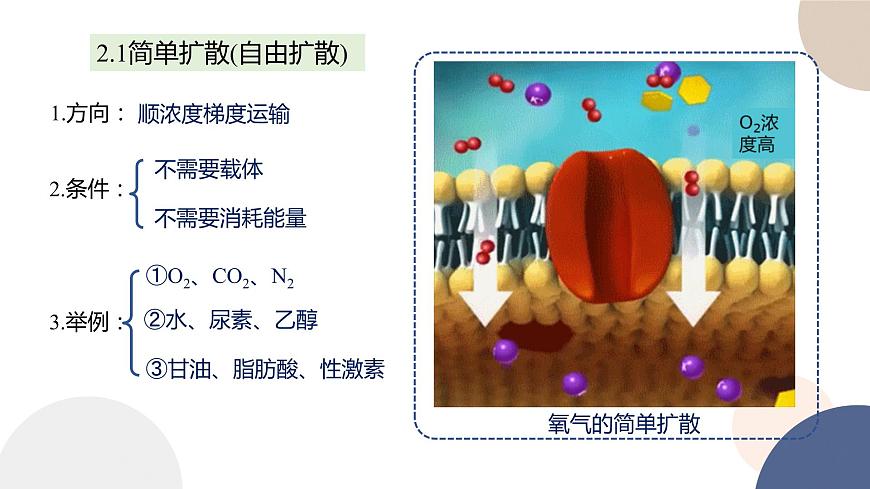 第二章- 第三節(jié)  物質(zhì)進(jìn)出細(xì)胞的運(yùn)輸方式 課時(shí)2（課件PPT）第5頁