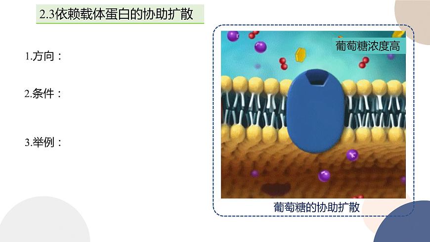 第二章- 第三節(jié)  物質(zhì)進(jìn)出細(xì)胞的運(yùn)輸方式 課時(shí)2（課件PPT）第8頁