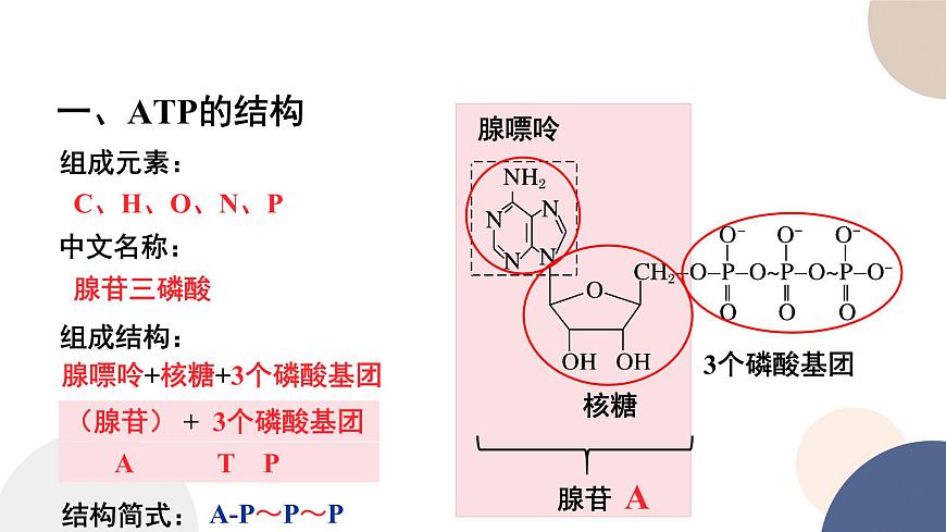 第三章- 第一節(jié)  生命活動(dòng)需要酶和能源物質(zhì)（課件PPT）第7頁