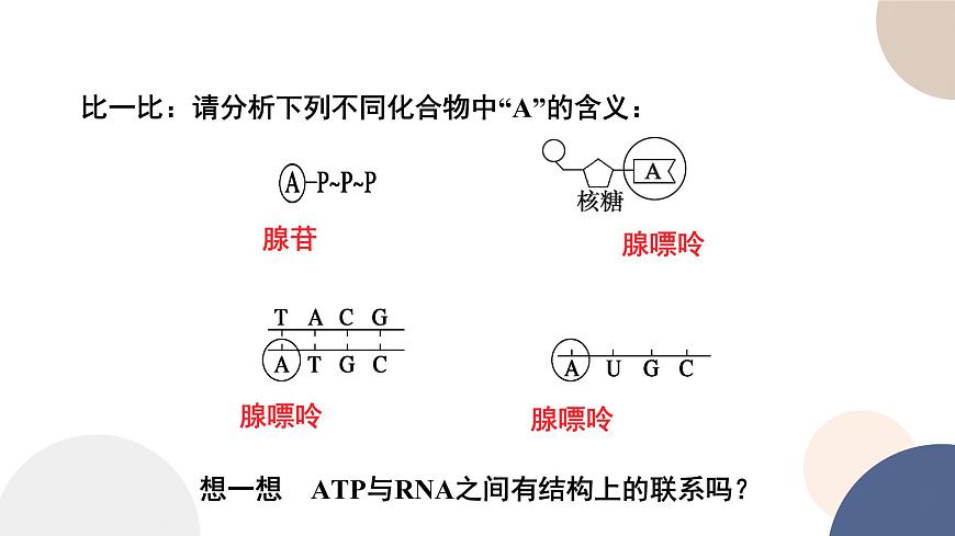 第三章- 第一節(jié)  生命活動(dòng)需要酶和能源物質(zhì)（課件PPT）第8頁