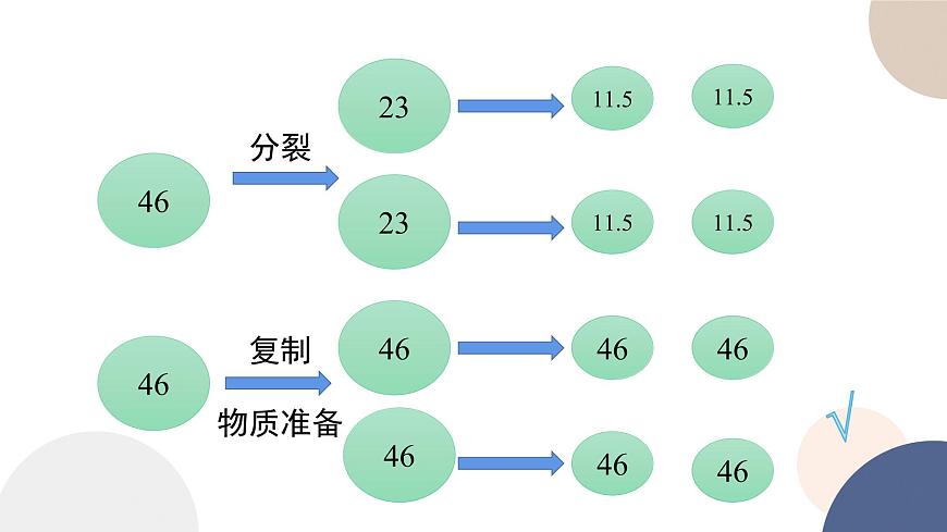 第四章- 第一節(jié)  細(xì)胞增殖（課件PPT）第7頁(yè)