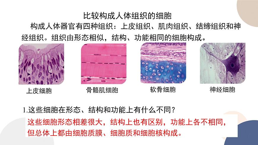 第四章- 第二節(jié)  細胞分化、衰老和死亡（課件PPT）第3頁