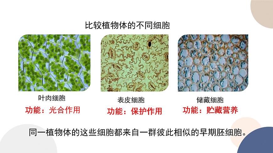 第四章- 第二節(jié)  細胞分化、衰老和死亡（課件PPT）第5頁