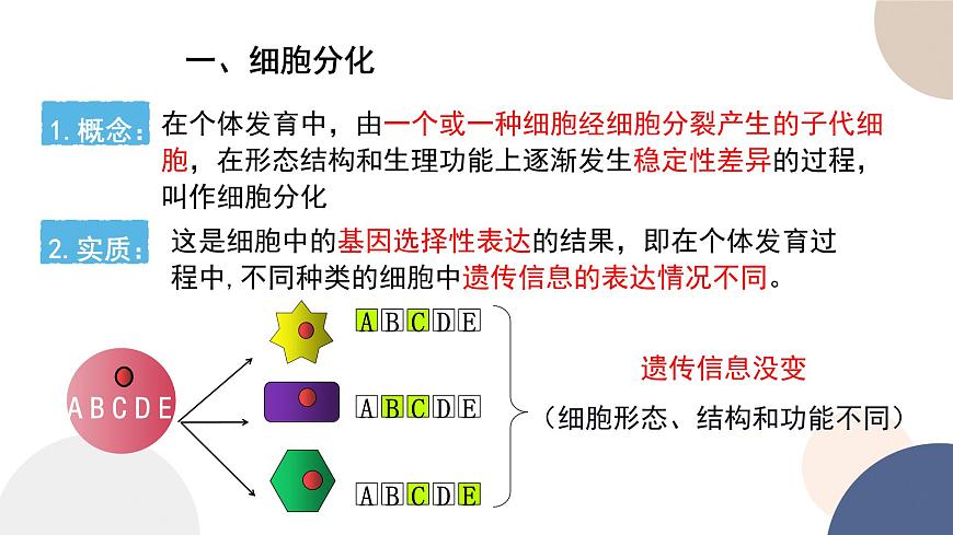 第四章- 第二節(jié)  細胞分化、衰老和死亡（課件PPT）第6頁