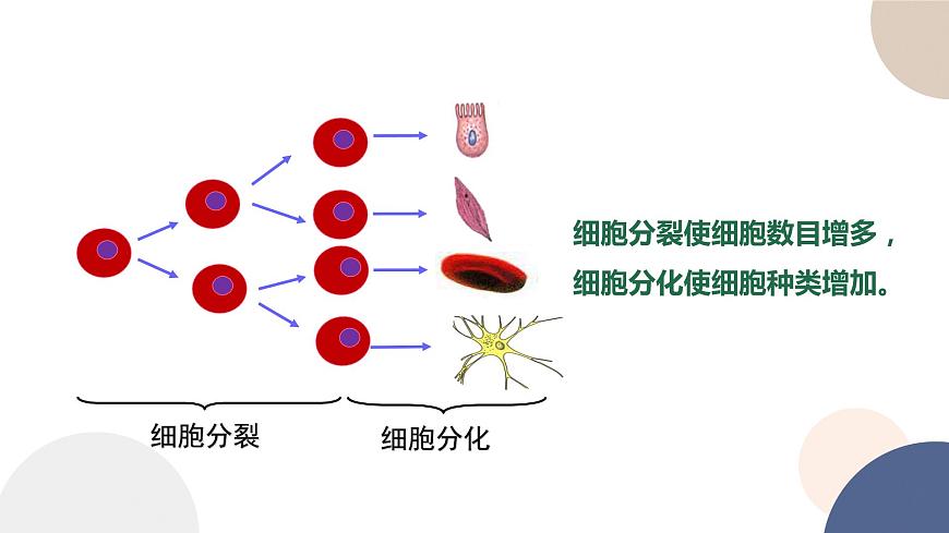 第四章- 第二節(jié)  細胞分化、衰老和死亡（課件PPT）第7頁