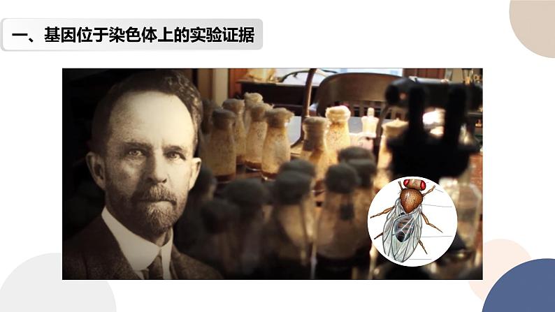 第一章 第四节 基因在染色体上(课件PPT)第3页