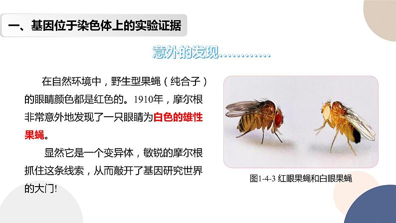 第一章 第四节 基因在染色体上(课件PPT)第4页
