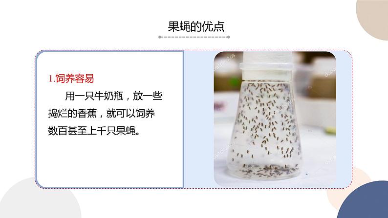 第一章 第四节 基因在染色体上(课件PPT)第6页