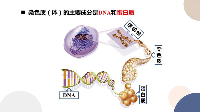 第二章 第一节 DNA是主要的遗传物质(课件PPT)第3页