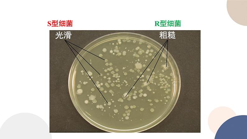 第二章 第一节 DNA是主要的遗传物质(课件PPT)第6页
