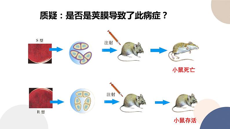 第二章 第一节 DNA是主要的遗传物质(课件PPT)第7页