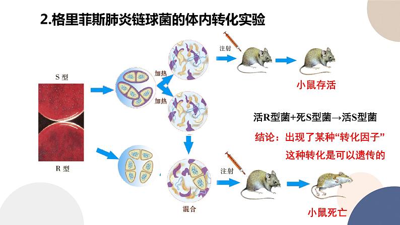 第二章 第一节 DNA是主要的遗传物质(课件PPT)第8页