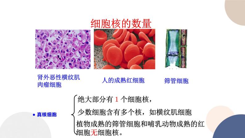 第二章- 第四节 细胞核是细胞生命活动的控制中心（课件PPT）04