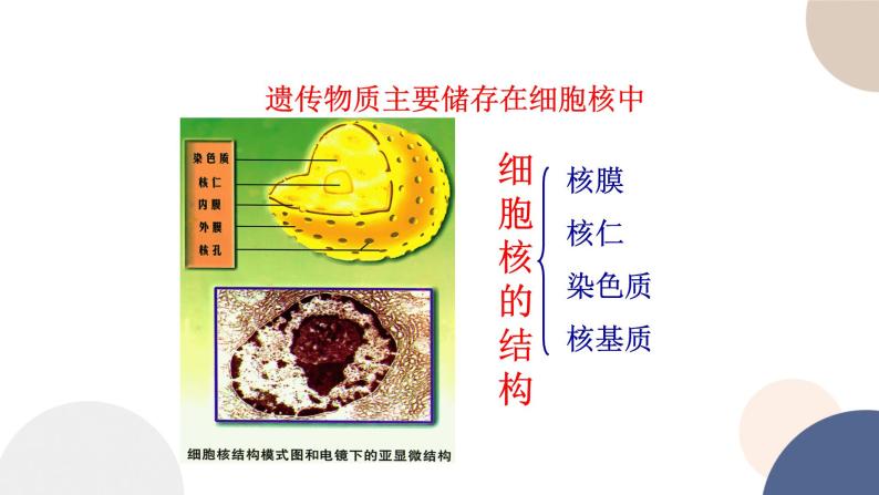 第二章- 第四节 细胞核是细胞生命活动的控制中心（课件PPT）05